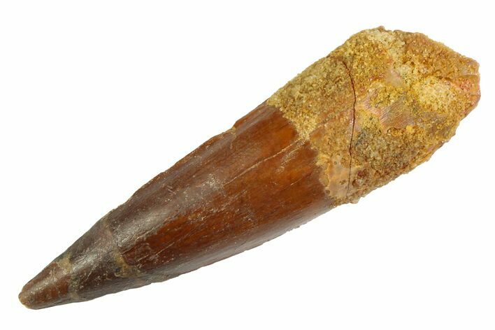 Fossil Spinosaurus Tooth - Real Dinosaur Tooth #346894